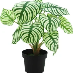 Shop RETIF Calathea Dans Pot H42Cm