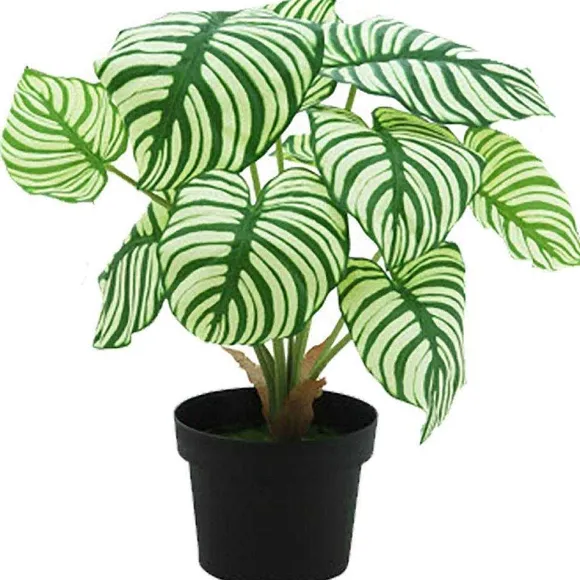 Shop RETIF Calathea Dans Pot H42Cm