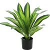 Fashion RETIF Dracena Dans Pot 13Cm H50Cm