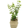 Clearance RETIF Eucalyptus Avec Cache-Pot Osier H40Cm