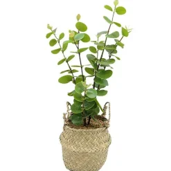 Clearance RETIF Eucalyptus Avec Cache-Pot Osier H40Cm