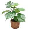 Shop RETIF Monstera En Pot Effet Cannage H32Cm