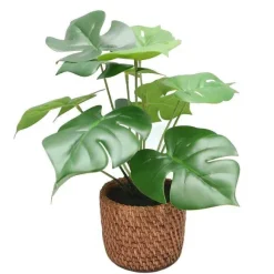 Shop RETIF Monstera En Pot Effet Cannage H32Cm