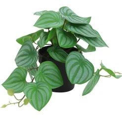 Sale RETIF Peperomia Retombant Dans Pot H17Cm