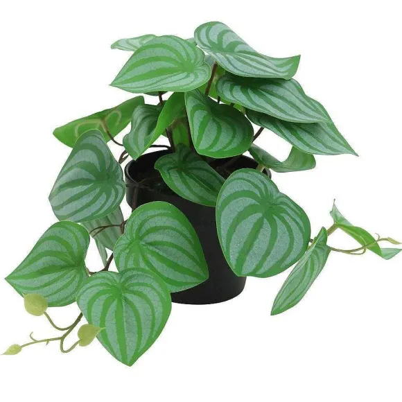 Sale RETIF Peperomia Retombant Dans Pot H17Cm