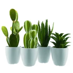 Shop RETIF Plante Grasse Verte En Plastique Dans Pot 9X25Cm - 4 Mod Les Possibles