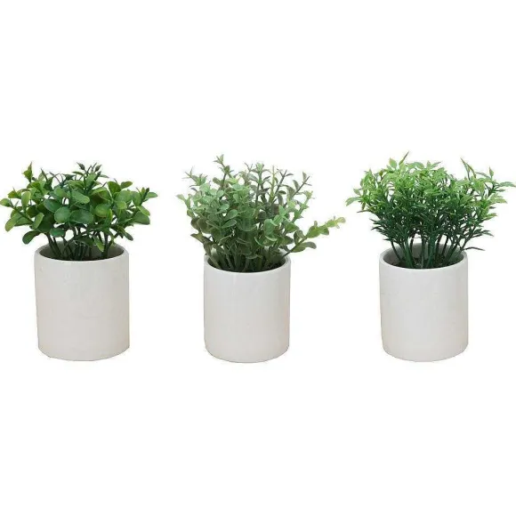 Shop RETIF Plante Verte De Table H 14 Cm - 3 Mod Les Possibles