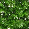 Cheap RETIF Plaque V G Tal Plastique Eucalyptus 100X100 Cm