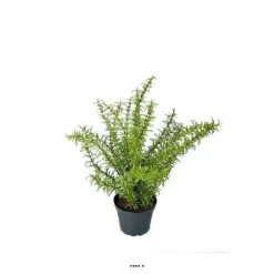 Clearance RETIF Romarin Artificiel Herbe Aromatique En Pot H35Cm 28Cm