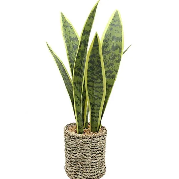Clearance RETIF Sansevria Dans Pot Corde H42Cm