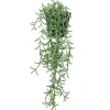 Fashion RETIF Succulente Retombante Rhipsalis Cassutha Dans Pot H50/60Cm