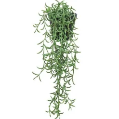 Fashion RETIF Succulente Retombante Rhipsalis Cassutha Dans Pot H50/60Cm