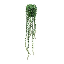 Discount RETIF Succulente Retombante Sedum Morganium Dans Pot H50/60Cm Suspendre