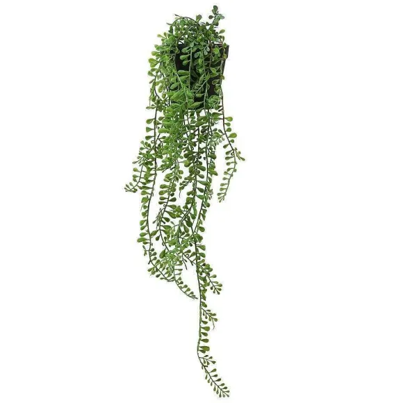 Cheap RETIF Succulente Retombante Senecio Herreanus Dans Pot H50/60Cm