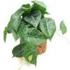New RETIF Syngonium Dans Pot Effet Cannage H20Cm