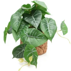 New RETIF Syngonium Dans Pot Effet Cannage H20Cm