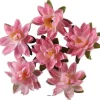 New RETIF T Tes De Lotus X6 Rose Chaud En Sachet 7 50Cm Rose Soutenu