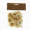 Store RETIF T Tes D'Helichrysums S Ch S Blancs 3Cm - Par 6G