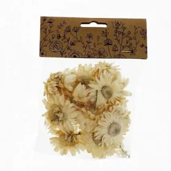 Store RETIF T Tes D'Helichrysums S Ch S Blancs 3Cm - Par 6G
