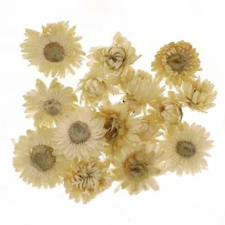 Store RETIF T Tes D'Helichrysums S Ch S Blancs 3Cm - Par 6G