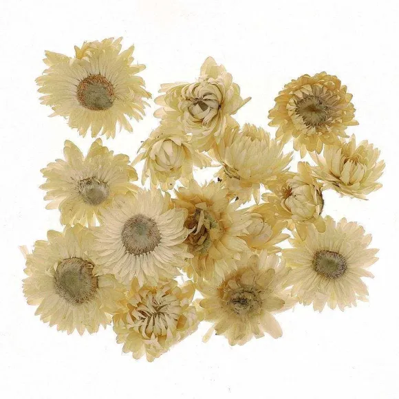 Store RETIF T Tes D'Helichrysums S Ch S Blancs 3Cm - Par 6G