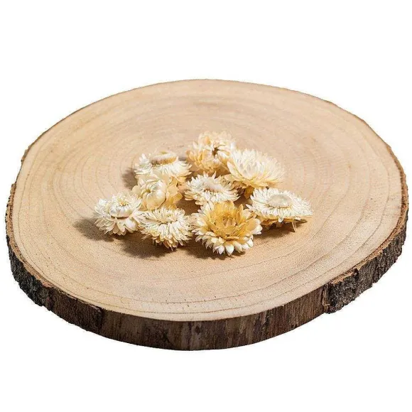 Store RETIF T Tes D'Helichrysums S Ch S Blancs 3Cm - Par 6G