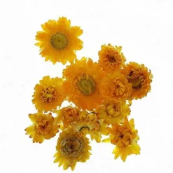 Cheap RETIF T Tes D'Helichrysums S Ch S Jaunes 3Cm - Par 6G
