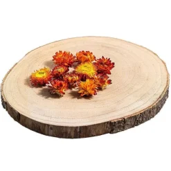 Fashion RETIF T Tes D'Helichrysums S Ch S Oranges 3Cm - Par 6G