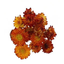 Fashion RETIF T Tes D'Helichrysums S Ch S Oranges 3Cm - Par 6G