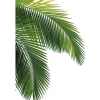 Outlet RETIF Vitrophanie Feuilles De Palmier - 45,9 X 68 Cm